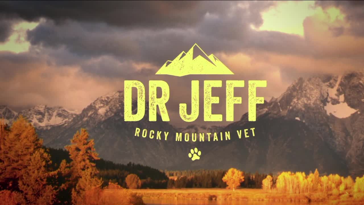 Animal Planet